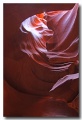 Antelope11