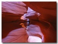 Antelope15