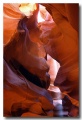 Antelope17