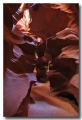 Antelope28