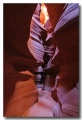 Antelope29