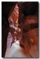Antelope8