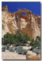 Cottonwood_09