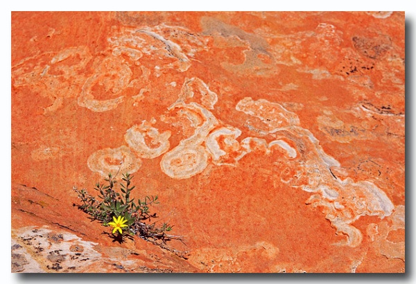 Cottonwood_Cove_46.jpg