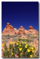Cottonwood_Cove_03
