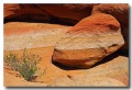 Cottonwood_Cove_34