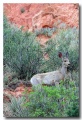 Garden_of_Gods19
