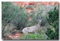 Garden_of_Gods20