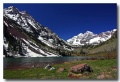 Maroon_Bell_10