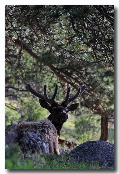 Rocky_Mountains_04.jpg