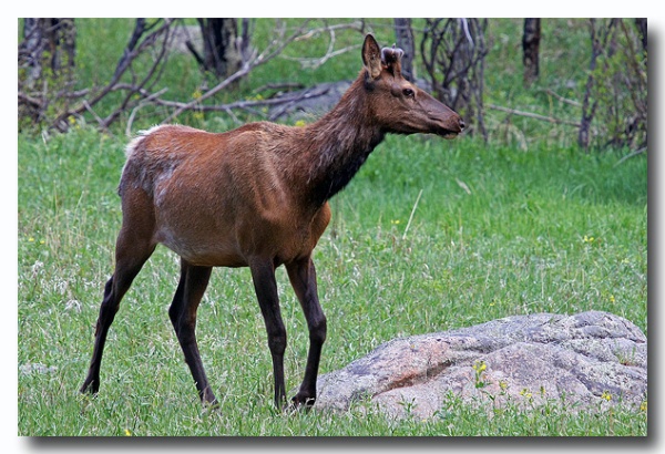 Rocky_Mountains_18.jpg
