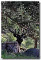 Rocky_Mountains_04
