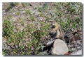 Rocky_Mountains_07