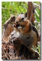 Rocky_Mountains_21