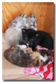 Chat_02