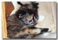 Chat_03