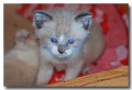 Chat_04
