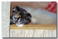 Chat_05